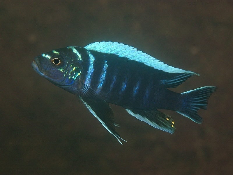Cynotilapia zebroides 'Ndonga (Deep)'